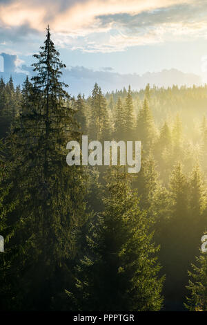 La foresta di abete rosso sulla collina nella luce del mattino. incantevole paesaggio naturale di haze Foto Stock