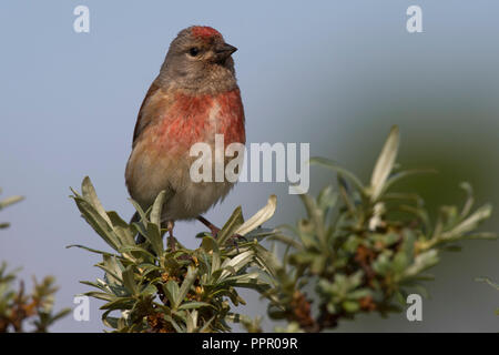 Bluthaenfling (Carduelis cannabina), Texel, Nordholland, Niederlande Foto Stock