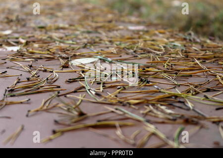 Caduti morti aghi di pino giacciono sparsi sul sentiero piastrellato dopo il vento di burrasca a inizio autunno Foto Stock
