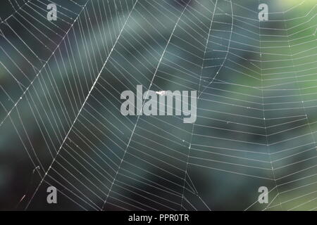 Imperfetta spiderweb con sfocato sfondo verde Foto Stock