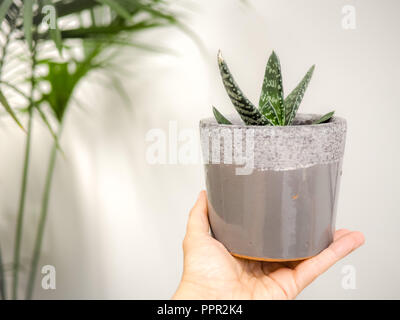 Mano che tiene una Gasteria Pillansii succulenta in ambienti chiusi contro un muro bianco Foto Stock