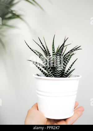 Mano che tiene una zebra "Haworthia" succulento indoor contro una parete bianca. Foto Stock