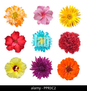 Grande scelta di fiori diversi isolati su sfondo bianco. Rosso, rosa, giallo, azzurro colori compresa rose, dalia, calendula, zinnia, fiore di paglia, Foto Stock