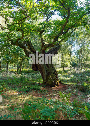 In una radura nella Foresta di Sherwood sorge un antico albero di quercia. Il suo tronco a forte spessore ha spaccato e la struttura ad albero ora si inclina verso destra. Foto Stock