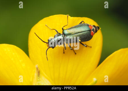 Comune coleottero Malachite (Malachius bipustulatus) su buttercup. Tipperary, Irlanda Foto Stock