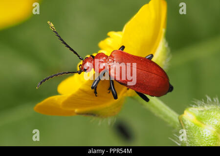 Red-headed Cardinale Beetle (Pyrochroa serraticornis) arroccato su buttercup. Tipperary, Irlanda Foto Stock