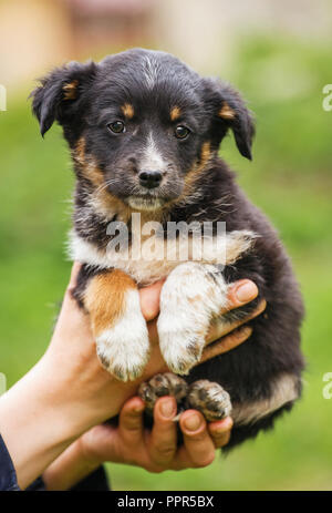 Una femmina di veterinario aiuta un cane randagio. La guida per i senzatetto animali. Sfortunato gli animali hanno bisogno di aiuto. Foto Stock