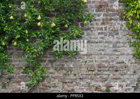 Spalliera pear tree crescente contro un secoli vecchio muro in mattoni e filo trellis con fresca frutta di maturazione - pareti verdi ed edifici Foto Stock