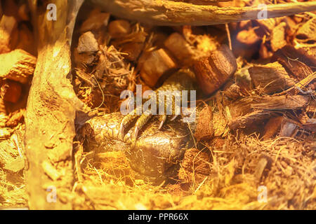 Monkey-tailed skink ha le mani tenendo la gabbia. Foto Stock