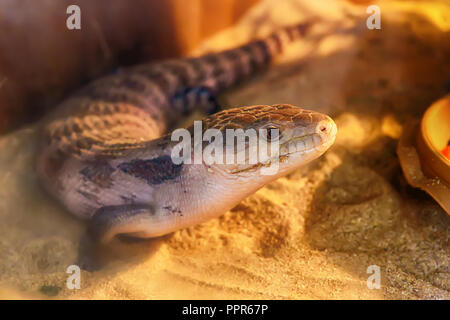 Blu-tongued skink vivono sulla sabbia nel deserto semi foresta. Foto Stock