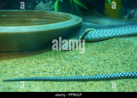 Cobra reale curva sulla sabbia. Foto Stock