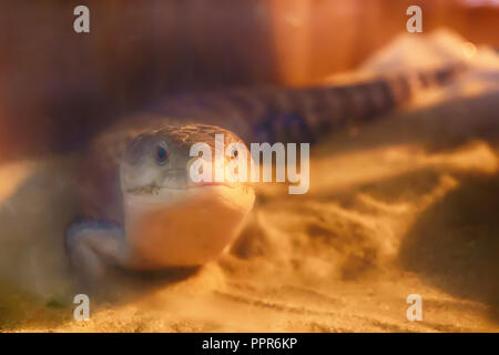 Blu-tongued skink vivono sulla sabbia nel deserto semi foresta. Foto Stock