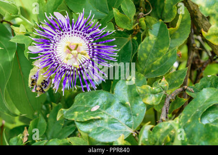Messa a fuoco selettiva: piccolo fiore selvaggio fiore con foglie verdi. Foto Stock