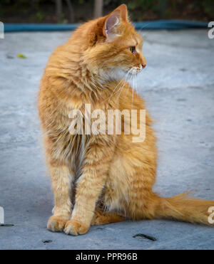 Lanuginoso rosso gatto seduto su asfalto e guardando lontano Foto Stock