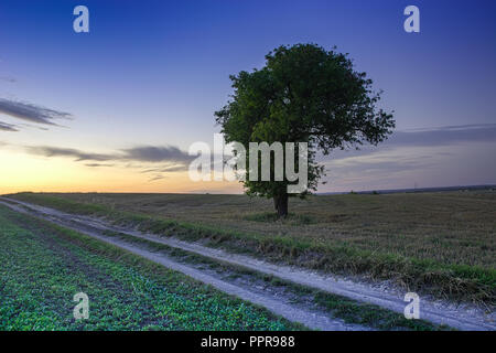 Grande lonely albero a foglie decidue da una strada sterrata, vista la sera dopo il tramonto Foto Stock