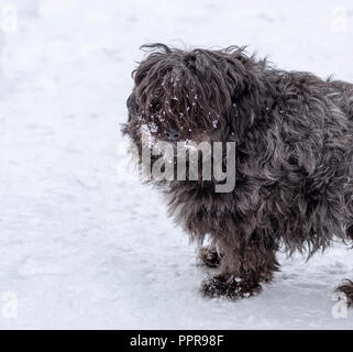 Ritratto di un nero fluffy little dog, animale in piedi sul bianco della neve Foto Stock