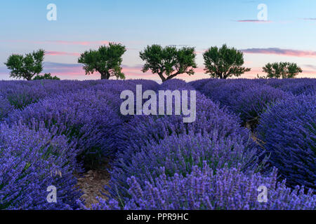 Campo di lavanda a sunrise in Provenza, Francia Foto Stock