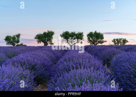 Campo di lavanda a sunrise in Provenza, Francia Foto Stock