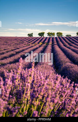 Campo di lavanda in Provenza, Francia Foto Stock