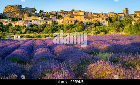 Campo di lavanda con medievale Collina città Saignon in background, Provenza, Francia Foto Stock