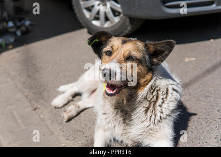 Senzatetto marrone e bianco cane nero che giace sulla strada nei pressi di auto. Foto Stock