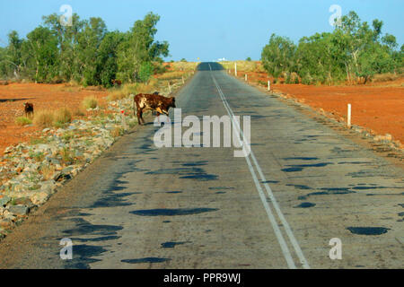 Una mucca LONE attraversa un Outback ROAD IN AUSTRALIA OCCIDENTALE Foto Stock