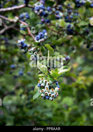 Mirtillo bush, New Jersey, USA. Foto Stock