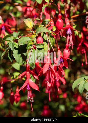 Fiore rosso, viola costeggiato, woody semi arbusto sempreverde, Fuchsia magellanica 'Ricartonii' Foto Stock
