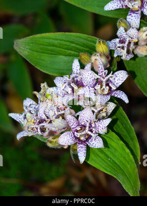 Cluster di viola patinato bianco dei fiori di hardy perenni rospo giapponese lily, Tricyrtis hirta Foto Stock