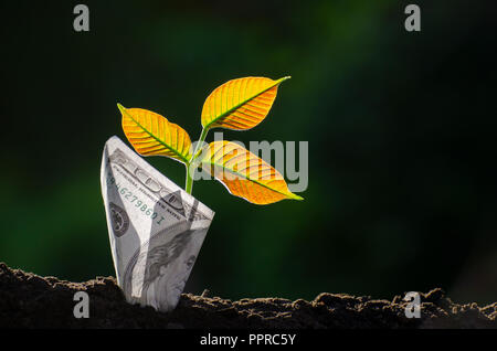 Banconote tree immagine della banconota con coltivazione di piante in alto per il business green fondo naturale di risparmiare denaro e di investimento Concetto finanziario Foto Stock