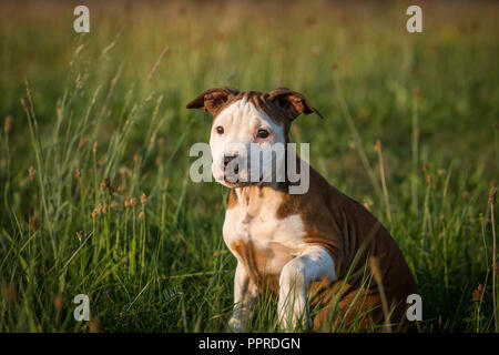 L'American Pit Bull Terrier cucciolo Foto Stock