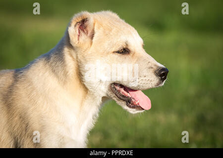 In Asia centrale il cane pastore puppy in Prato Foto Stock