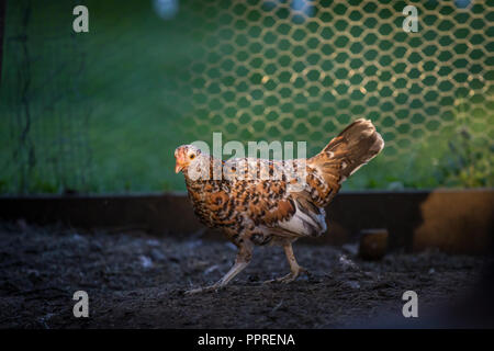 I giovani di pollo, gallina Steinhendl, Stoapiperl (Gallus gallus domesticus) specie gravemente minacciate di razza di pollo da Austria, Europa Foto Stock