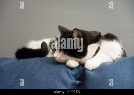 Bianco e nero gatto dorme sulla parte superiore di un divano blu - faccia visto di lato Foto Stock