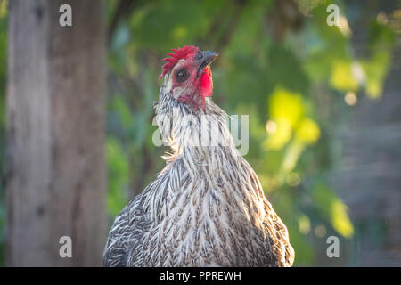 Happy free range di pollo (Gallus gallus domesticus) contro il sole al tramonto Foto Stock