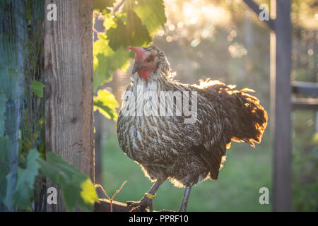 Happy free range di pollo (Gallus gallus domesticus) contro il sole al tramonto Foto Stock