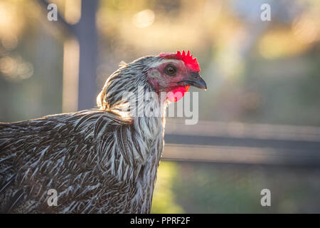 Happy free range di pollo (Gallus gallus domesticus) contro il sole al tramonto Foto Stock