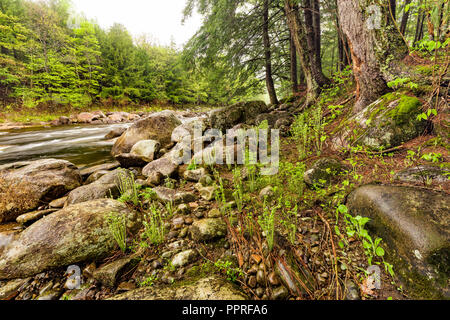 Fiddleheads e felci lungo la riva del fiume Sacandaga, Montagne Adirondack, Hamilton Co., NY Foto Stock