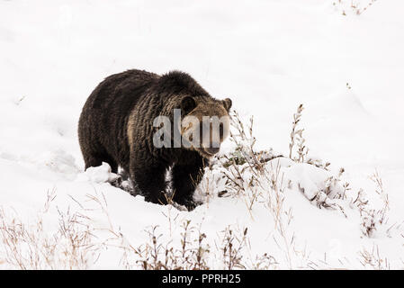 Un giovane femmina grizzly in piedi nella neve guardando a voi. Foto Stock