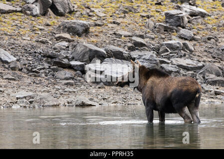 Un grande feamle alci mangiare nelle acque di un lago Foto Stock