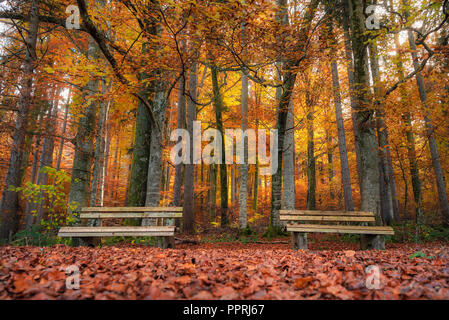 Scenario autunnale con due panche di legno su un tappeto di foglie di autunno, in un colorato bosco di latifoglie, vicino a Fussen, Baviera, Germania. Foto Stock