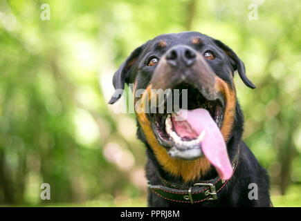 Close up di un rottweiler cane con la bocca aperta e la lingua di fuori, ansimando pesantemente Foto Stock