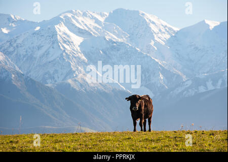 Una mucca solitaria sorge in un paesaggio di montagna con cime innevate dietro. Foto Stock