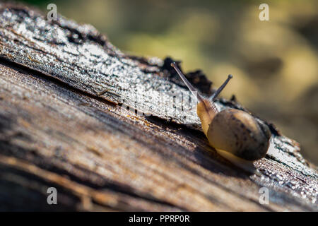 Una terra che va a passo di lumaca a piedi su un registro, lasciando dietro di fango. Corpo semi trasparente retro illuminato dal sole, occhio di lumaca tentacoli, Giallo bruno la shell, guardando lontano Foto Stock