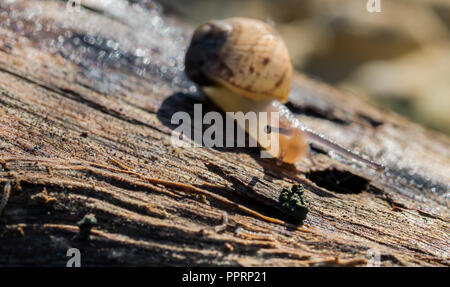 Una terra che va a passo di lumaca a piedi su un registro, lasciando dietro di fango. La lumaca della scocca è illuminato dal sole di mattina e il tentacolo occhi guardando dritto in telecamera Foto Stock