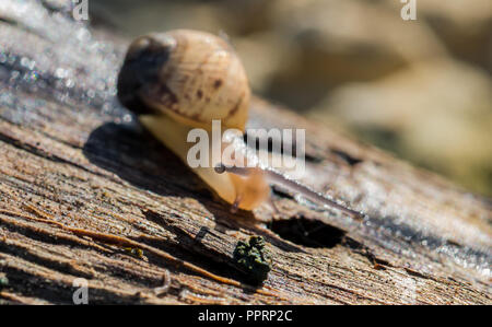 Una terra che va a passo di lumaca a piedi su un registro, lasciando dietro di fango. La lumaca della scocca è illuminato dal sole di mattina e il tentacolo occhi guardando dritto in telecamera Foto Stock