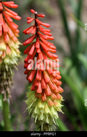 Fiori di Kniphofia, chiamato anche tritoma, red hot poker, torcia lily, knofflers o impianto di poker Foto Stock