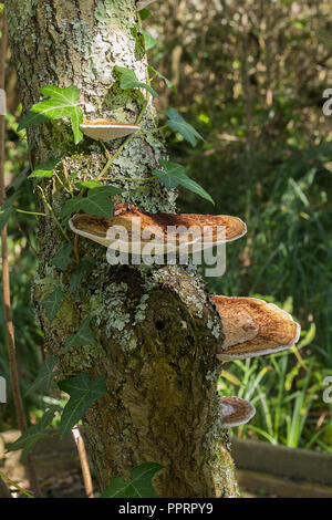 Livelli di mensola o ripiano come funghi Oyster fungo con squame biancastre sul lato inferiore e marrone chiaro o marrone aranciato superficie superiore. Cresce in livelli sui trunk. Foto Stock