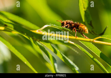 Hornet (Vespa crabro) Britains più grande wasp con marrone e giallo opaco colorazione. Pulizia dopo l alimentazione su ivy le teste dei fiori residuo nelle vicinanze. Foto Stock