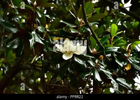 Albero di Magnolia close up bianco fiore di magnolia presi in Georgia, Stati Uniti d'America. Foto Stock